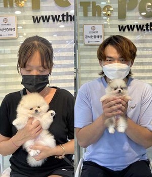 포메라니안 분양후기 [22.9.30]