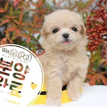 말티푸 ♀ 8.21 분양완료