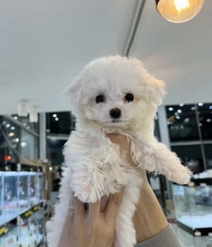 비숑프리제 분양후기 [22.7.24]
