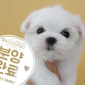 말티즈 ♂ 9.9 분양완료