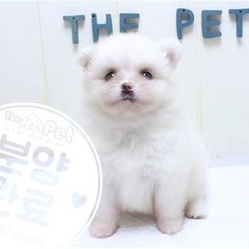 포메라니안 ♀ 5.1 분양완료
