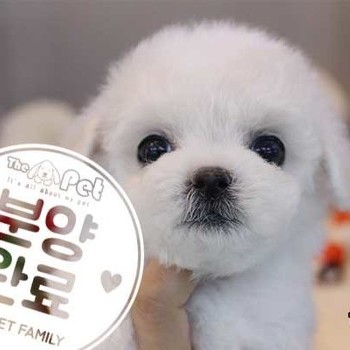 비숑프리제 ♂ 10.23 분양완료
