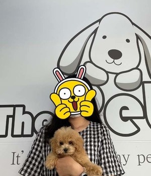 푸들 분양후기/중리점 [22.7.21]