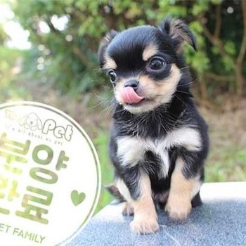 치와와 ♂ 6.26 분양완료
