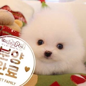 포메라니안 ♂ 10.15 분양완료