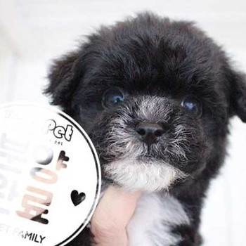 푸들 ♂ 6.19 분양완료