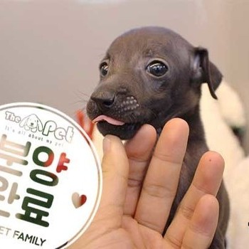 이탈리안그레이하운드 ♂ 10.19 분양완료