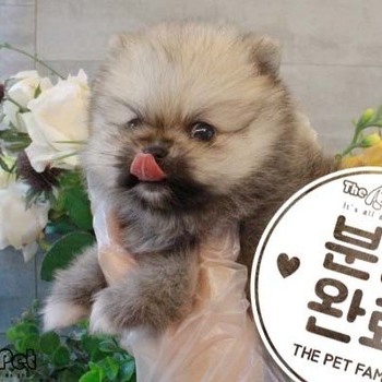 포메라니안 ♂ 3.27 분양완료
