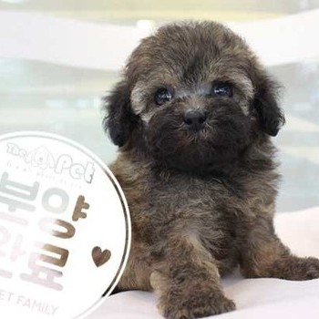 푸들 ♀ 6.12 분양완료