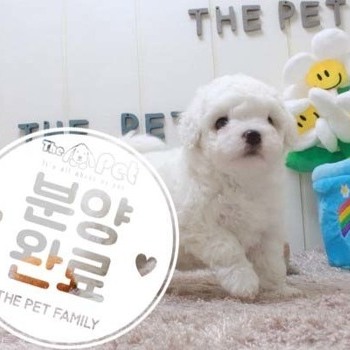 비숑프리제 ♂ 4.3 분양완료