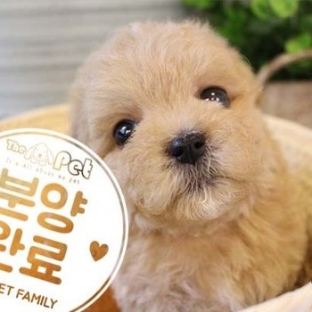 푸들 ♂ 9.2 분양완료