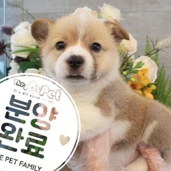웰시코기 ♀ 3.27 분양완료