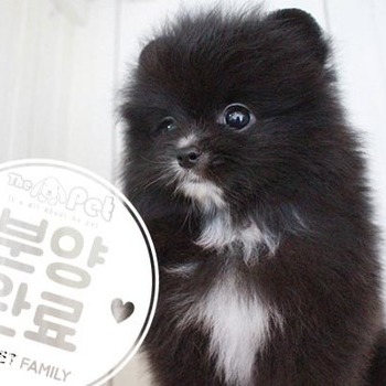 포메라니안 ♂ 6.12 분양완료