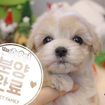 말티푸 ♂ 10.23 분양완료