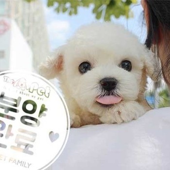 비숑프리제 ♂ 6.26 분양완료