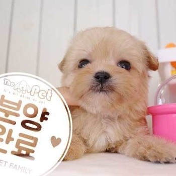말티푸 ♀ 9.10 분양완료