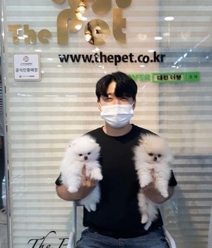 포메라니안 분양후기 [22.7.24]