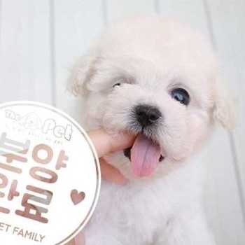 비숑프리제 ♂ 6.19 분양완료