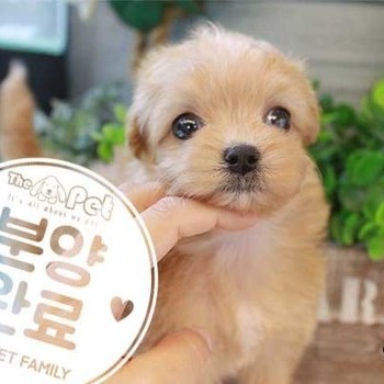 말티푸 ♂ 7.15 분양완료