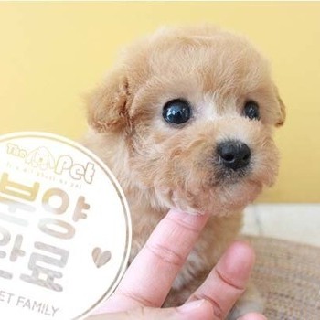 말티푸 ♂ 7.14 분양완료