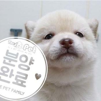 시바이누 ♀ 4.24 분양완료