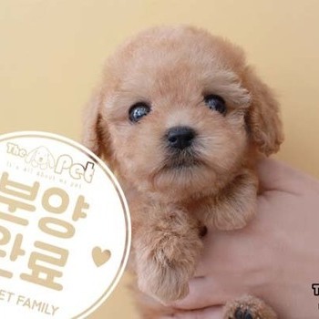 푸들 ♀ 8.14 분양완료