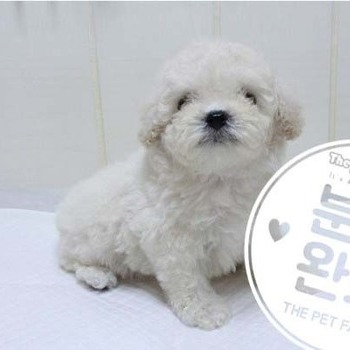 비숑프리제 ♀ 4.24 분양완료