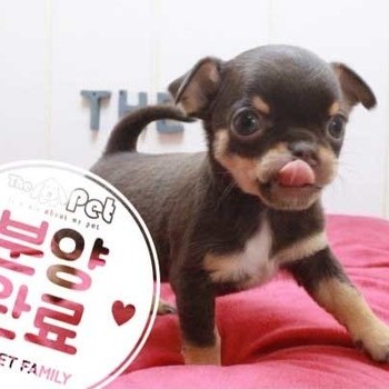 치와와 ♀ 3.20 분양완료