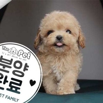 푸들 ♂ 6.19 분양완료