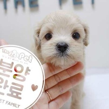 말티푸 ♂ 6.12 분양완료