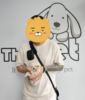 포메라니안 분양후기/중리점  [23.07.08]
