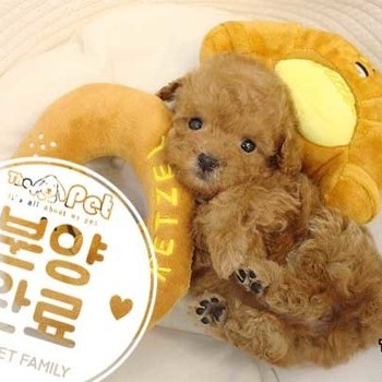 푸들 ♀ 12.14 분양완료