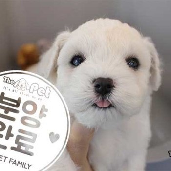 비숑프리제 ♂ 01.07 분양완료