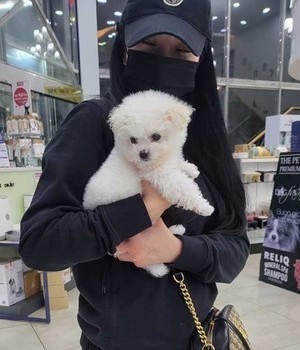 비숑프리제 분양후기 [23.02.05]