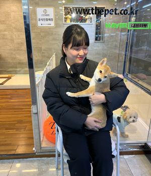 시바이누 분양후기 [23.11.18]