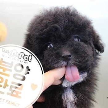 말티푸 ♀ 11.26 분양완료