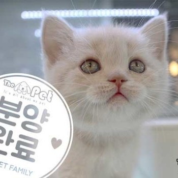 브리티쉬숏헤어 ♀ 12.04 분양완료