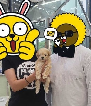 말티푸 분양후기 [23.06.04]