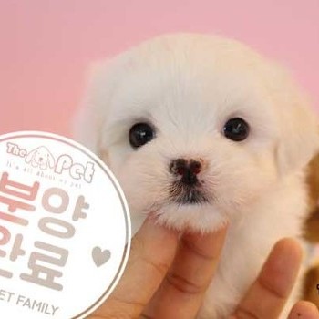 말티푸 ♂ 02.21 분양완료