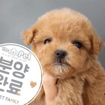 말티푸 ♂ 01.24 분양완료
