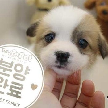웰시코기a ♀ 2.7 분양완료