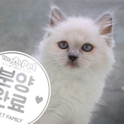 렉돌 ♂ 12.26 분양완료