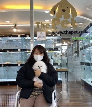 포메라니안 분양후기 [23.03.16]