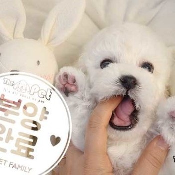 푸숑 ♂ 12.09 분양완료
