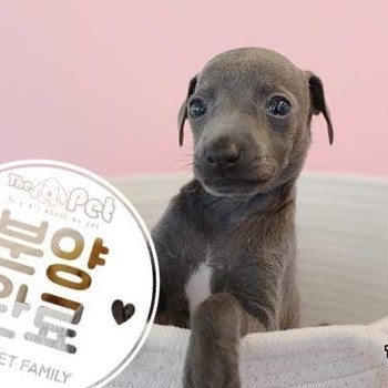 이탈리안그레이하운드 ♀ 02.21 분양완료