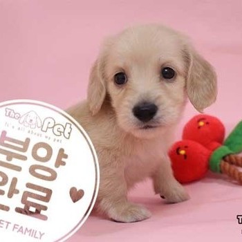 닥스훈트 ♀ 03.23 분양완료