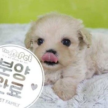 말티푸 ♀ 05.28 분양완료