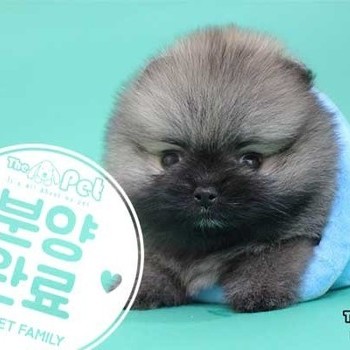 포메라니안 ♂ 04.06 분양완료