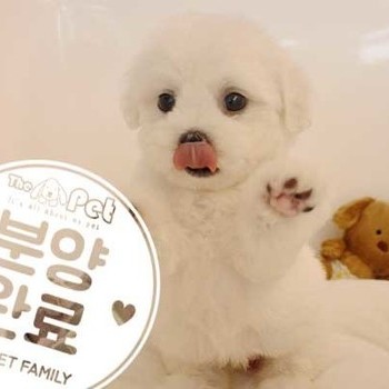 비숑프리제 ♀ 06.24 분양완료