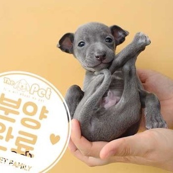 이탈리안그레이하운드 ♂ 10.27 분양완료